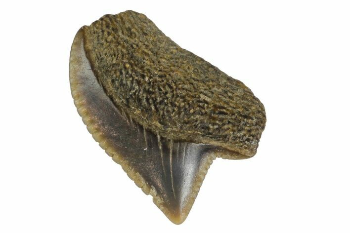 Fossil Crow Shark (Squalicorax) Tooth - Texas #164663